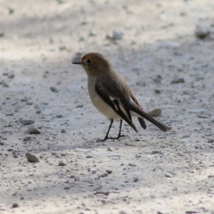 Petroica goodenovii at Balldale, NSW - 27 Jun 2017 01:00 PM