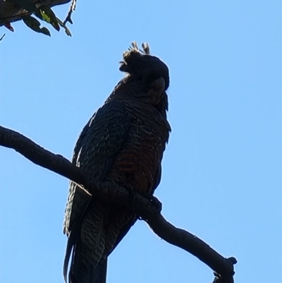 Callocephalon fimbriatum (Gang-gang Cockatoo) at Aranda, ACT - 17 Sep 2021 by jhotchin