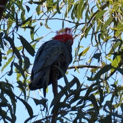 Callocephalon fimbriatum (Gang-gang Cockatoo) at Black Mountain - 16 Sep 2021 by jhotchin