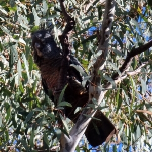 Callocephalon fimbriatum at Bruce, ACT - suppressed