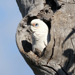 Cacatua sanguinea at Pialligo, ACT - 15 Sep 2021 03:08 PM