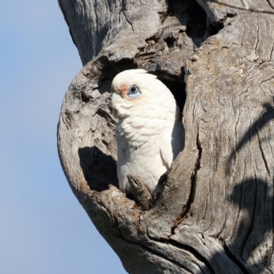 Cacatua sanguinea (Little Corella) at Pialligo, ACT - 15 Sep 2021 by jb2602