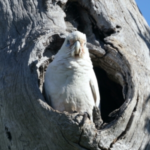 Cacatua sanguinea at Pialligo, ACT - 15 Sep 2021 03:08 PM