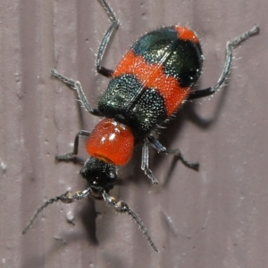 Dicranolaius bellulus at Evatt, ACT - 10 Sep 2021 02:35 PM