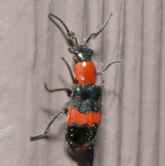 Dicranolaius bellulus at Evatt, ACT - 10 Sep 2021 02:35 PM