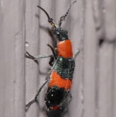 Dicranolaius bellulus at Evatt, ACT - 10 Sep 2021