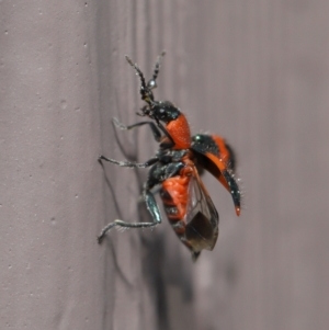 Dicranolaius bellulus at Evatt, ACT - 10 Sep 2021 02:35 PM