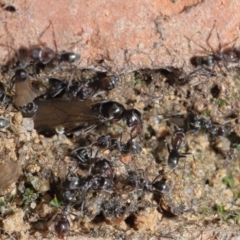 Iridomyrmex rufoniger (Tufted Tyrant Ant) at Evatt, ACT - 2 Sep 2021 by TimL
