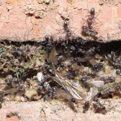 Iridomyrmex rufoniger at Evatt, ACT - 2 Sep 2021