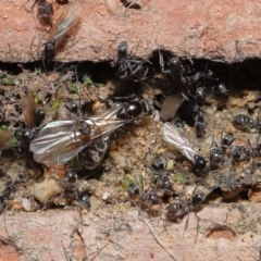 Iridomyrmex rufoniger at Evatt, ACT - 2 Sep 2021