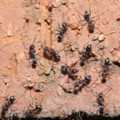 Iridomyrmex rufoniger at Evatt, ACT - 2 Sep 2021