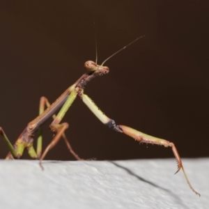 Tenodera australasiae at Evatt, ACT - 9 Sep 2021 02:06 PM