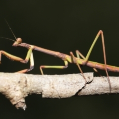 Tenodera australasiae at Evatt, ACT - 9 Sep 2021 02:06 PM