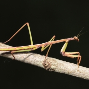 Tenodera australasiae at Evatt, ACT - 9 Sep 2021 02:06 PM