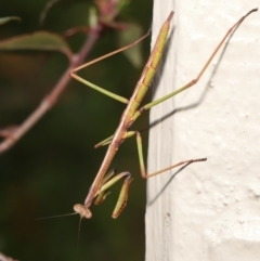 Tenodera australasiae at Evatt, ACT - 9 Sep 2021 02:06 PM