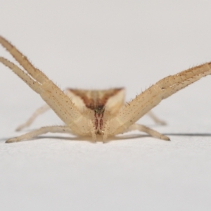 Sidymella trapezia at Evatt, ACT - 10 Sep 2021 02:56 PM