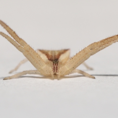 Sidymella trapezia (Trapezoid Crab Spider) at Evatt, ACT - 10 Sep 2021 by TimL