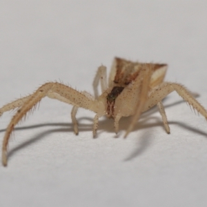 Sidymella trapezia at Evatt, ACT - 10 Sep 2021 02:56 PM