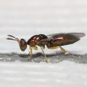 Pteromalidae (family) at Evatt, ACT - 13 Sep 2021