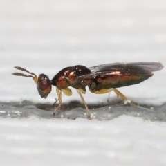 Unidentified Parasitic wasp (numerous families) (TBC) at Evatt, ACT - 13 Sep 2021 by TimL