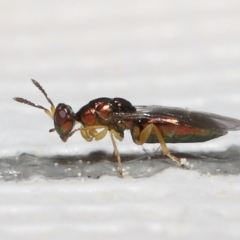 Pteromalidae (family) at Evatt, ACT - 13 Sep 2021