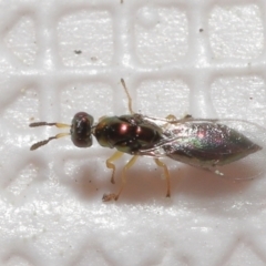 Pteromalidae (family) at Evatt, ACT - 13 Sep 2021 11:44 AM