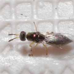 Pteromalidae (family) at Evatt, ACT - 13 Sep 2021