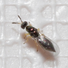 Pteromalidae (family) at Evatt, ACT - 13 Sep 2021