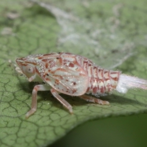 Siphanta acuta at Evatt, ACT - 13 Sep 2021 11:18 AM