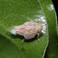 Siphanta acuta at Evatt, ACT - 13 Sep 2021 11:18 AM