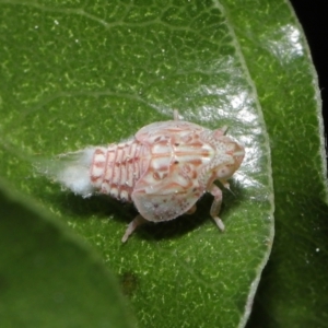 Siphanta acuta at Evatt, ACT - 13 Sep 2021 11:18 AM