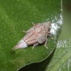 Siphanta acuta at Evatt, ACT - 13 Sep 2021 11:18 AM