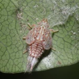 Siphanta acuta at Evatt, ACT - 13 Sep 2021 11:18 AM