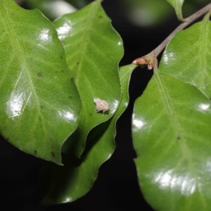 Siphanta acuta at Evatt, ACT - 13 Sep 2021 11:18 AM