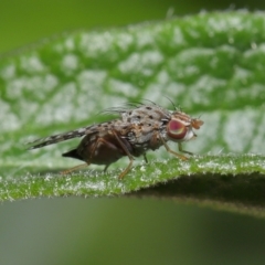 Austrotephritis sp. (genus) (Fruit fly or Seed fly) at Evatt, ACT - 13 Sep 2021 by TimL