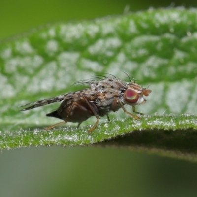 Austrotephritis sp. (genus) (Fruit fly or Seed fly) at Evatt, ACT - 13 Sep 2021 by TimL