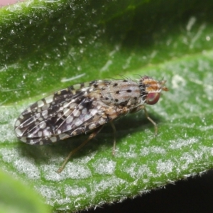 Austrotephritis sp. (genus) at Evatt, ACT - 13 Sep 2021 11:38 AM