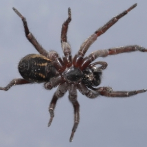 Venatrix sp. (genus) at Evatt, ACT - 13 Sep 2021