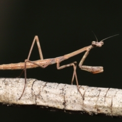 Mantidae (family) adult or nymph at Evatt, ACT - 13 Sep 2021 by TimL