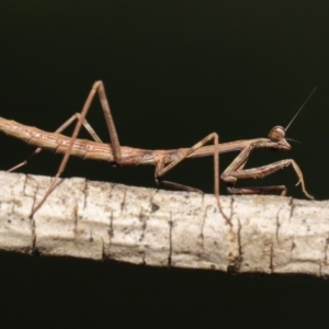 Mantidae (family) adult or nymph at Evatt, ACT - 13 Sep 2021 11:26 AM