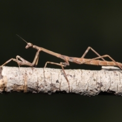 Mantidae (family) adult or nymph at Evatt, ACT - 13 Sep 2021 11:26 AM