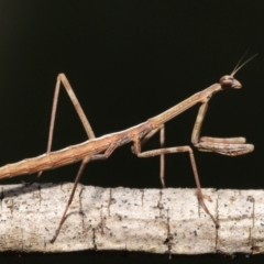 Mantidae (family) adult or nymph at Evatt, ACT - 13 Sep 2021 11:26 AM