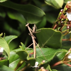 Mantidae (family) adult or nymph at Evatt, ACT - 13 Sep 2021 11:26 AM