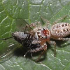 Opisthoncus grassator at Evatt, ACT - 14 Sep 2021 02:33 PM