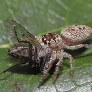 Opisthoncus grassator at Evatt, ACT - 14 Sep 2021 02:33 PM