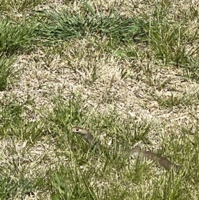 Pseudonaja textilis (Eastern Brown Snake) at Queanbeyan River - 17 Sep 2021 by FeralGhostbat