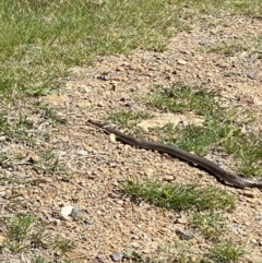 Pseudonaja textilis at Queanbeyan, NSW - 17 Sep 2021