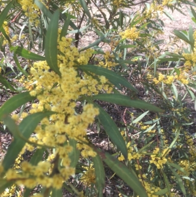 Acacia rubida (Red-stemmed Wattle, Red-leaved Wattle) at Bruce, ACT - 17 Sep 2021 by jgiacon