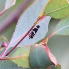 Eurymeloides pulchra (Gumtree hopper) at WREN Reserves - 16 Sep 2021 by Kyliegw