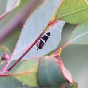 Eurymeloides pulchra at Castle Creek, VIC - 16 Sep 2021